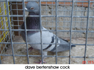 Import Cock from Dave Bertenshaw