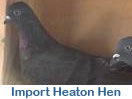 Import Heaton Hen from Davey Warrener
